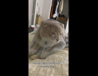 Orange cat inside of white laundry bag compilation