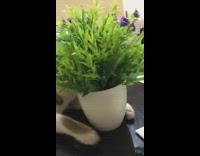 Cat plays with toy on table 