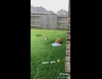 Corgi dog trips over cone backyard grass