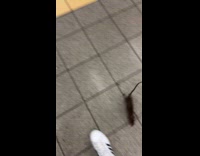 Rat tries to crawl on man leg