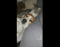 Grey cat grooms brown dog 