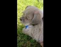 Dog under table fur cut on head