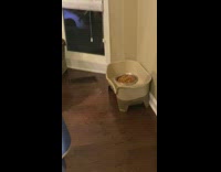 Black white dog sniff around food bowl