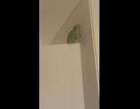 Green bird tries to open door beak 