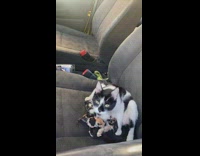 Mom cat with babies in seat of jeep car
