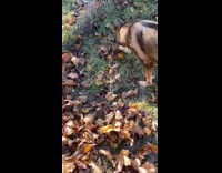 Dog spreads out leaves raked by hooman 