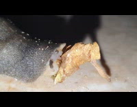 Slug eating leaf in garden