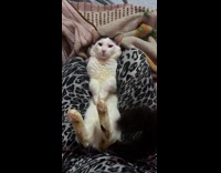 Cat lie down middle of filmers thigh