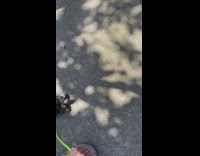 Woman walk pet tortoise on leash street part 1