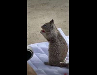 Squirrel eats hot cheetos at beach