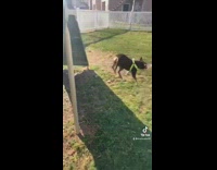 Chihuahua jumps off platform and rolls on grass