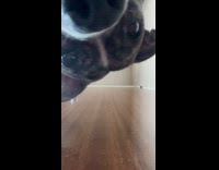 Dog looks at phone under closed door