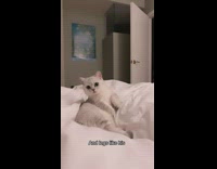 Collab BitchIG2 - Compilation of white munchkin cat walking around 