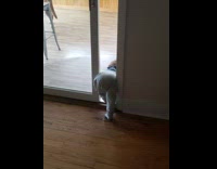 Baby butt gets stuck in back door