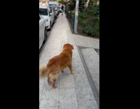 Dog howls and joins islamic call to prayer pt 1