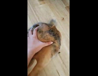 Lady Calls Rabbit and Slides in her Grip