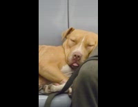Dog lie down and sleep inside train