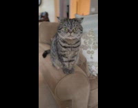 Cat sitting on armrest of sofa