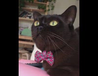 Bird with bow tie eyes wide