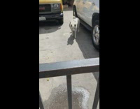 Collab BitchMP - White dog slowly approaches almost bites hand