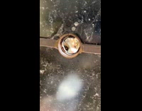 Woman pokes cat belly through parasol hole