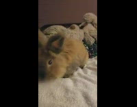 Brown pet bunny on owners bed with toys