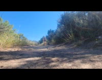 Mother and pup coyote roam around road