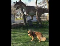 Dog stares at life size dinosaur 