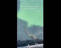 Cluster group of fish move away when camera zooms in