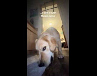 Dog trying to stomp on camera