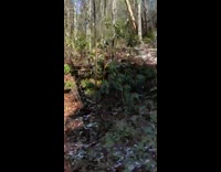 Half of the forest has a snow and the other is none