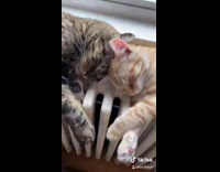 Collab BitchMP - Two cats sleeping together on heater 