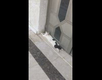 Cat lays flat on marble floor outside