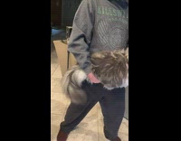 Man use fluffy grey cat as instruments