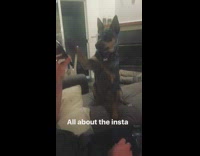 All About That Insta Dog