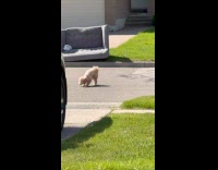 Dog spins around scraped face on ground