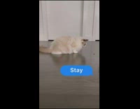 Cat does various tricks for treats 