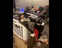 Collab Clips MPUGC - Cat sitting inside laundry basket meowing