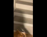 Cat makes dog fall down stairs 