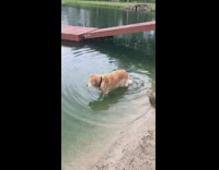 Pet dog soak wet walks on the shore