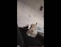 Cat pull down handle to open door