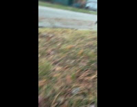 Guy tries to pet squirrel on street