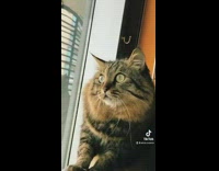 Collab BitchMP - Cat sitting on corner of couch eyes wide looking out window 