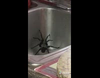 Big black spider in kitchen sink