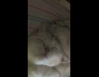 Brown white cat kitten cuddle sleep together 