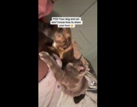 Collab Clips MPUGC - Pet fighting over hoomans love and attention 