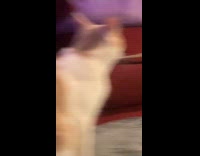 Woman shows pet calls cat to bed