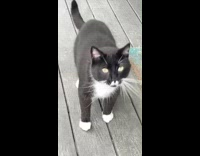 Collab BitchMP - Black white cat says hello and wow to owner