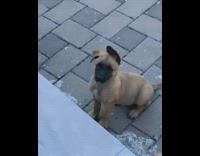 Brown dog sits same spot as puppy