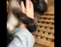 Cat holds grabs arm bites sleeve girl